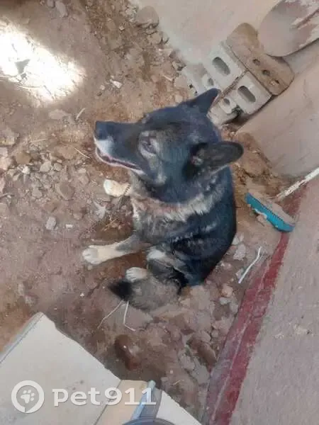 Lost dog, Da Gama Street, Cape Town - male, black and grey coat - photo