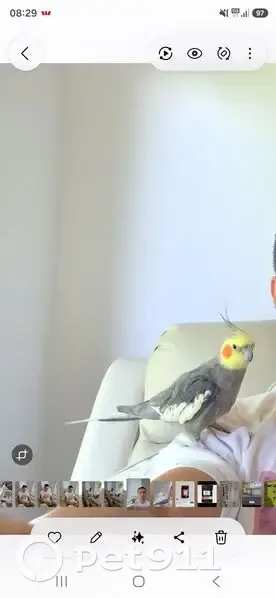 Lost bird, Waterloo Road, Merri-Bek City, Darebin - male cockatiel, grey and yellow - photo