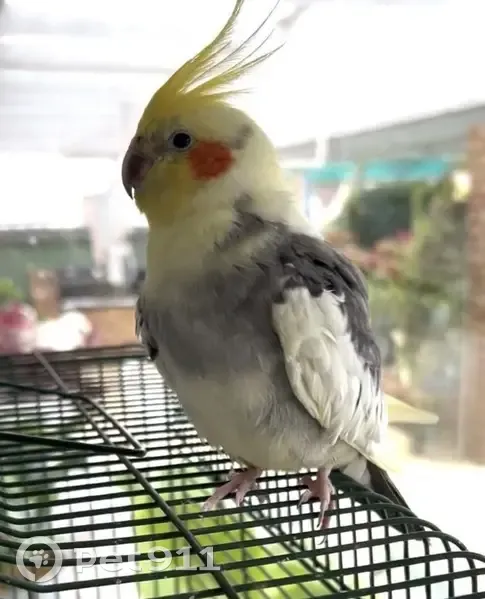 Lost bird, Bradbury Street, 9, Rockingham - male, friendly but nervous if hands - photo