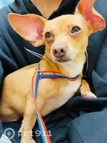 Lost dog, Dunkirk, New York - photo