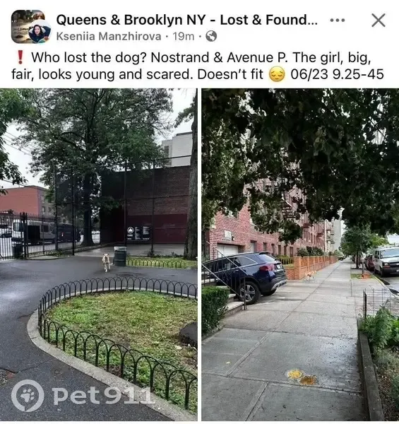 Lost dog, Ocean Parkway, 2601, Brooklyn - female, yellow, scared - photo