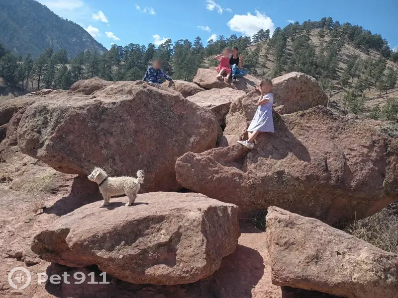 Lost dog, East Elgin Place, 653, Denver - white dog with collar - photo