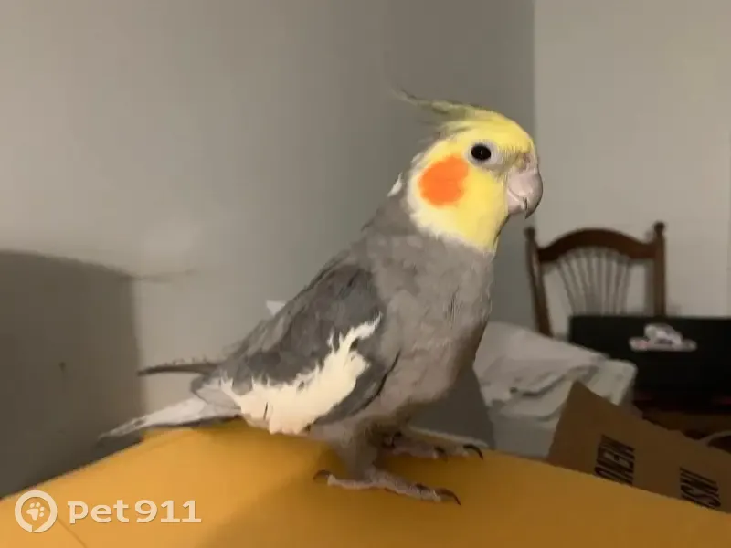 Lost bird, Kreyssig Drive, Hope Valley, Hopkinton - shy and sweet - photo
