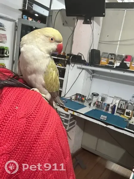 Perdida pássara fêmea, Rua Corypheu de Azevedo Marques, São Paulo - ring neck com anilha - photo