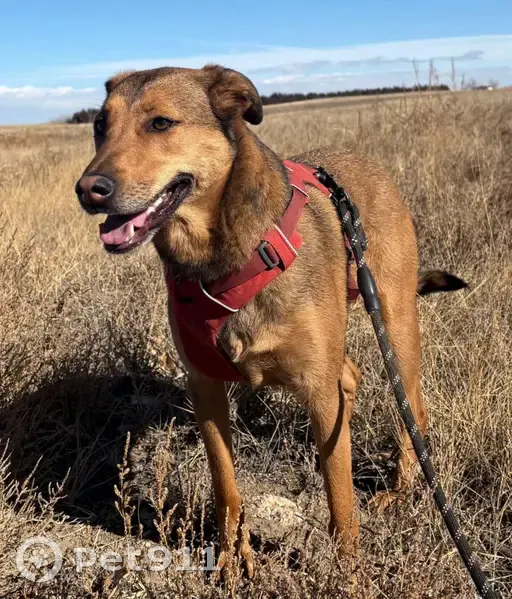 Lost dog, female, Truda Drive, 2143, Denver - very friendly, shy - photo