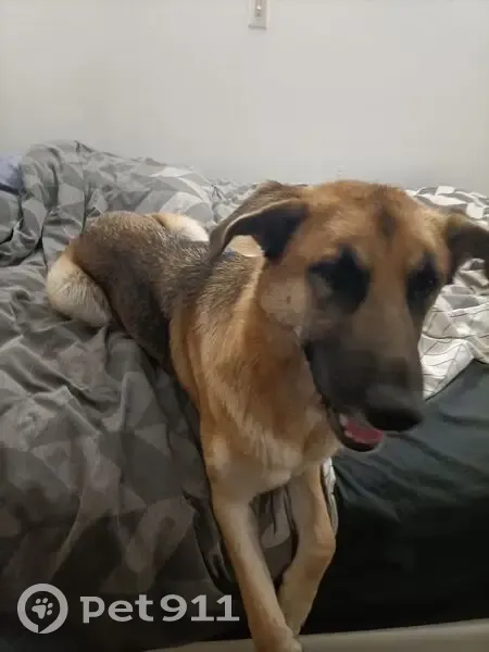 Lost dog, Sutherland Street, Merri-Bek City, Fairfield - female black and tan German shepherd - photo