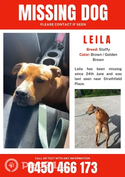 Lost dog, Churchill Avenue, 40, Strathfield, Sydney — female, scared of males - photo