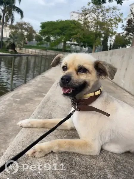 Perdido perro hembra en Vélez-Málaga, Andalucía - beige, hocico y ojos negros - photo