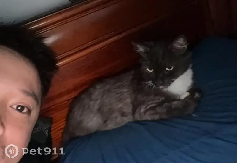 Lost cat, Epsom Road, 26, Moonee Valley, Maribyrnong - female, desexed - photo