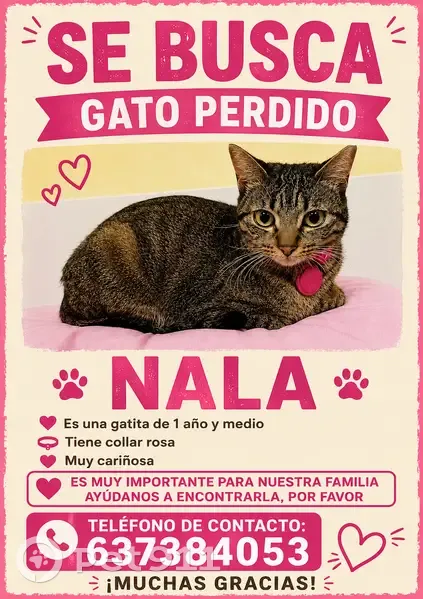 Perdido gato hembra, Rúa dos Abeledos, Monforte de Lemos, Ourense — un año y medio, con collar y AirTag rosa - photo