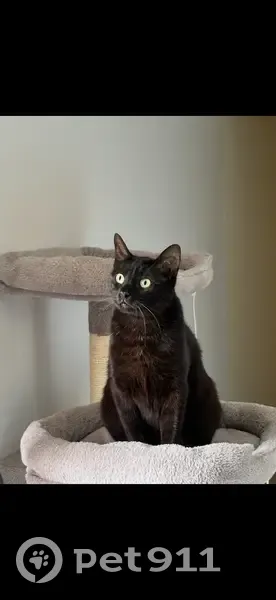 Perdido gato macho, Calle Alta, 109, Santander - negro con ojos verdosos - photo