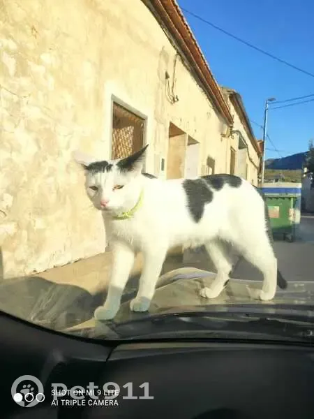 Perdido gato hembra, Calle de Escoto, 20, Alicante - blanca con manchas negras y ojos amarillos - photo