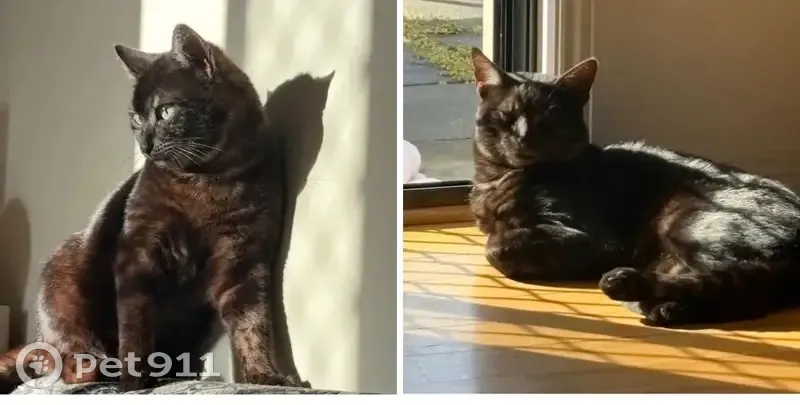 Lost cat, male, Margate, Tasmania - black with light markings - photo