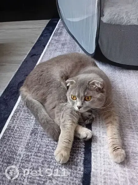 Lost cat, Major Road, Stratford - light grey, shy and quiet female - photo