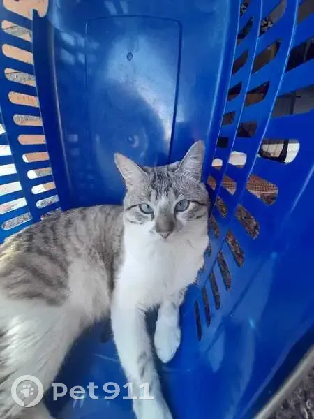 Gato perdido macho, Calle Carmen Martín Gaite, 6, Nambroca, Toledo - siamés de ojos azules - photo