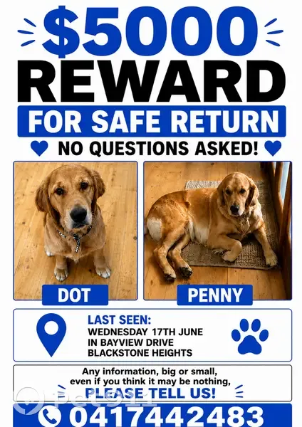 Lost dog, Bayview Drive, 33, Launceston - female dark Golden Retriever with 2 collars - photo