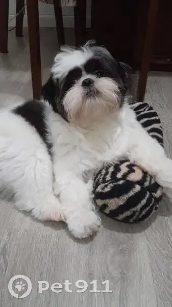 Perdido cachorro macho, Rua Antônio Carlos, 574 - com um saquinho - photo