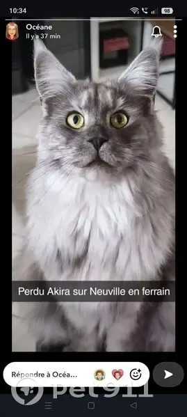 Chat perdu, Paris - femelle - photo