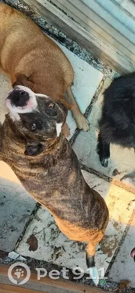 Lost dog, AR 221, Arkansas, Eureka Springs — small female pit with a white belly and white tail tip - photo