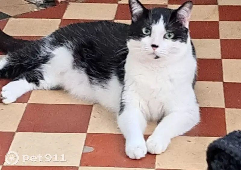 Chat perdu mâle, Rue Auguste Potié, 139, Haubourdin - très craintif - photo