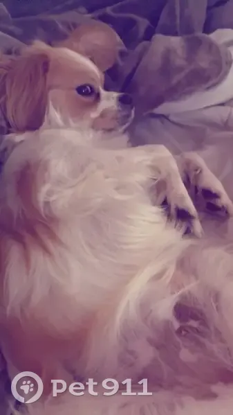 Lost dog, Van Keuren Avenue, 48, Bound Brook - small, white with brown patches - photo