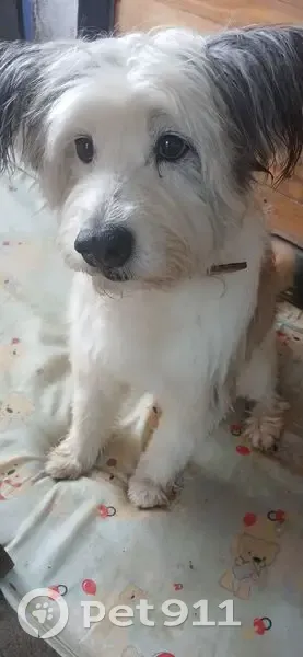 Encontrado cachorro fêmea, Avenida Riachuelo, 25 - branca com bege, orelha cinza claro - photo