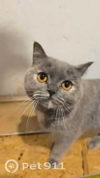 Perdido gato hembra, Avenida de la Costa, 69, Gijón - photo