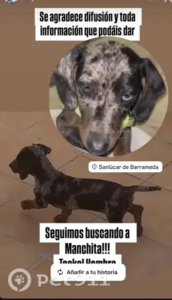 Perdido perro hembra, Callejón Bayoneta (Bonanza), Sanlúcar de Barrameda - photo