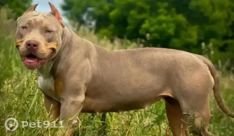 Perdu chien femelle, Oradour-Saint-Genest, Le Dorat — American Bully, oreilles coupées - photo