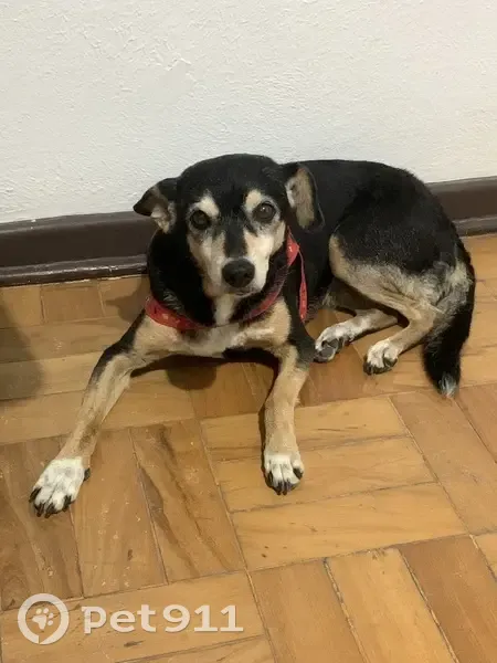Cachorro perdido Fêmea (brl003013) - photo