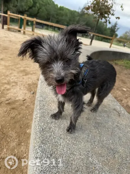 Perro perdido macho, Paseo del Deleite, 111, Aranjuez — muy miedoso - photo