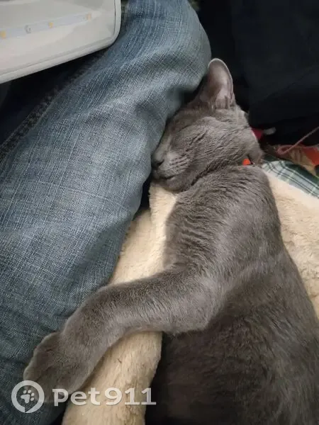 Lost cat, East Lake Washington Boulevard, Seattle - male Russian Blue with off-white markings and green eyes - photo