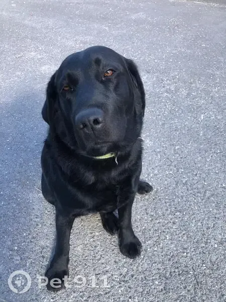Perdido perro hembra, Aigües, 03569, Alicante, España, Benidorm - negra y muy simpática - photo