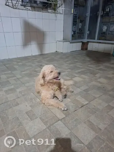 Encontrado cachorro em Avenida Oceano Pacífico, 283 — tosado e com gravata - photo