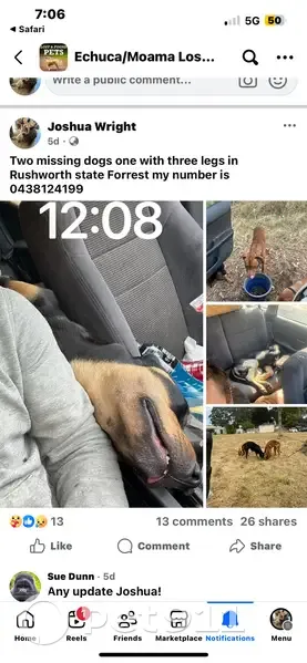 Lost dog, Melbourne - Jj has 3 legs - photo