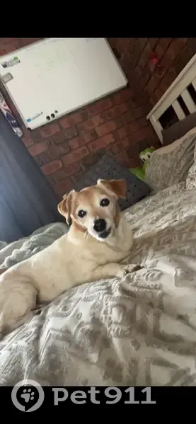 Lost dog female, Coleraine — 16 years old, very skinny - photo