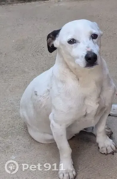 Lost dog, Tarella Drive, 48, Brimbank, Moonee Valley — male, white with black spots and one black ear - photo