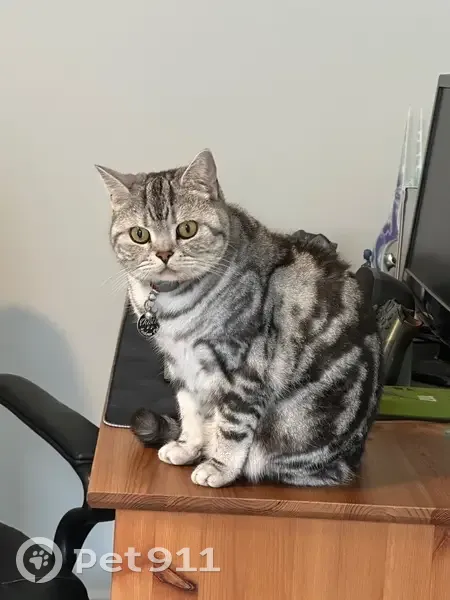 Lost cat, Azure Dr, 7, Onkaparinga, McLaren Vale - male British shorthair tabby with red collar - photo