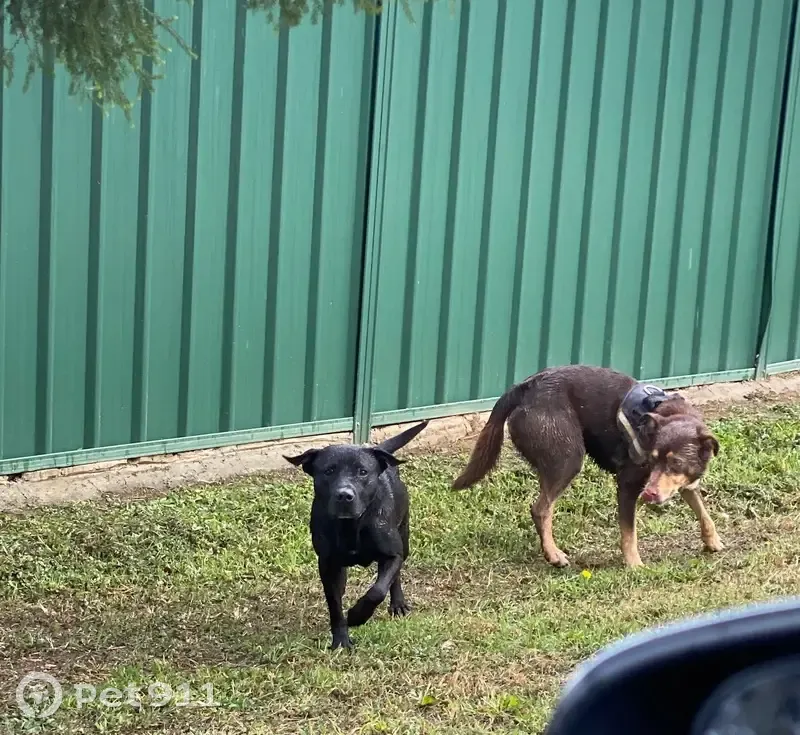 Found dogs, Hardy Street, 4, Campbelltown — one brown with gold markings, one fully black - photo