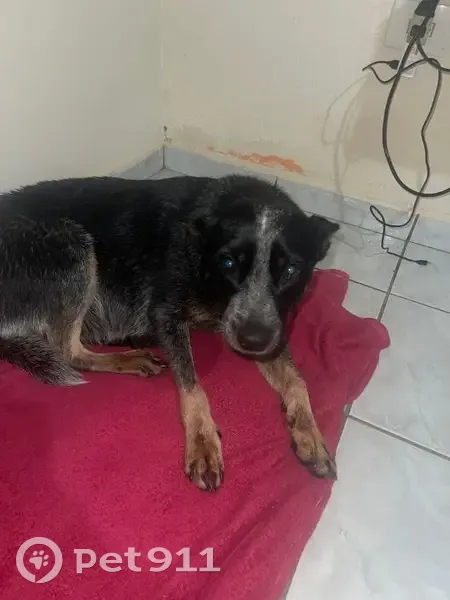 Encontrado cachorro fêmea, Monte Mor - SP, 13190-000, Brasil - dócil e aparenta ser idosa - photo