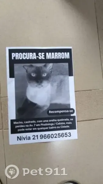 Perdido gato macho na Região Oceânica, Rio de Janeiro - siamês adulto com olhos azuis - photo