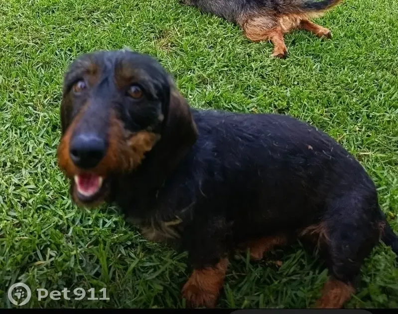Perro perdido hembra, N-437, 4, Alameda del Obispo, Cordoba - vista por la Carretera del Aeropuerto - photo