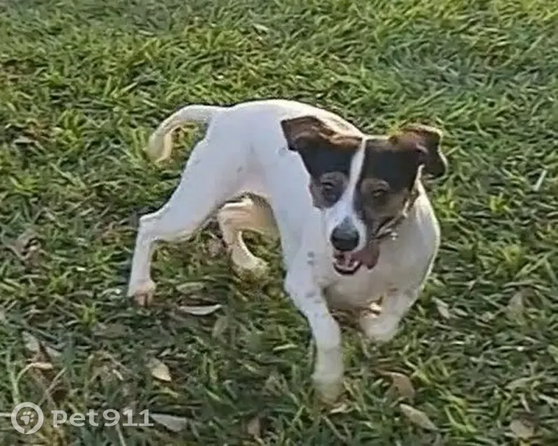 Perdido cachorro fêmea, Rua 1-A, 344, Goiânia - porte pequeno, corre rápido - photo