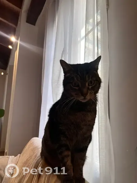 Perdido gato macho, Av. Marina Baixa, 70, 03509, Alicante, España, Benidorm - grande y de pelo corto - photo