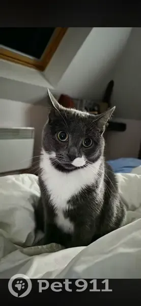 Chat perdu femelle, Rue Louis Mony, 27, Troyes — grise et blanche, non pucée - photo