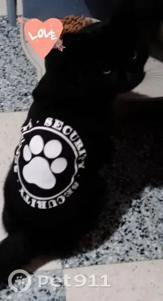 Chat perdu mâle, Chemin du Bois, 32, Auchel - tout noir, yeux verts - photo