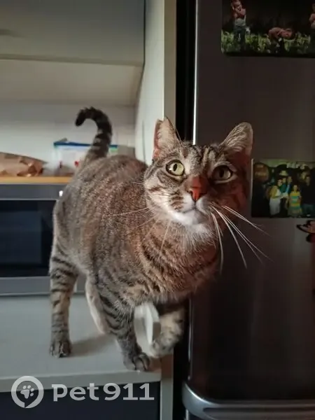 Perdido gato hembra, Carrer de Sant Xavier, 9-19, El Vendrell, Pozuelo de Alarcon - atigrada marrón, sin collar - photo
