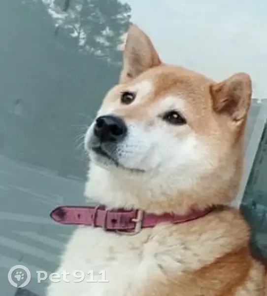 Perdido perro hembra en Diseminado Afueras Candanc, 17, Candanchú, Huesca - shiba inu marrón claro con pecho y morro blanco - photo