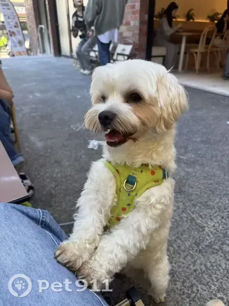 Lost dog male, Pumice Street, 8, Brisbane — white Maltese × Jack Russell Terrier, friendly and very active - photo