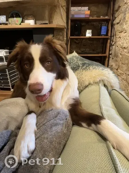 Lost dog, Davey Street, 171, Hobart City, Hobart — male border collie with red tag collar - photo